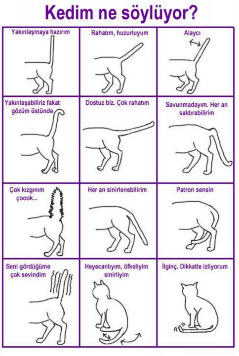 Kediler Hareketleriyle Ne Söyler ?